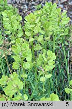 Aethionema grandiflorum (skrzydlinka wielkokwiatowa)