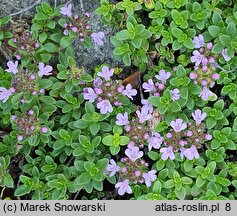 Thymus Doone Valley