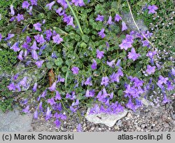 Campanula Birch Hybrid