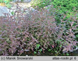 Lysimachia ciliata Firecracker