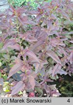 Lysimachia ciliata Firecracker