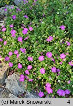 Geranium sanguineum (bodziszek czerwony)