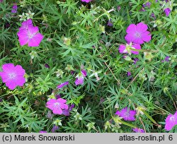 Geranium sanguineum (bodziszek czerwony)