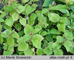 Lamium orvala (jasnota wielkokwiatowa)