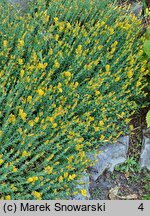 Hypericum olympicum (dziurawiec olimpijski)