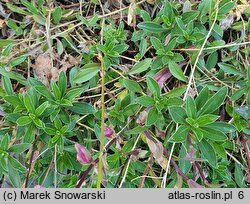 Arabis alpina ssp. brevifolia (gęsiówka alpejska krótkolistna)