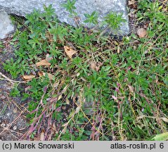 Arabis alpina ssp. brevifolia (gęsiówka alpejska krótkolistna)