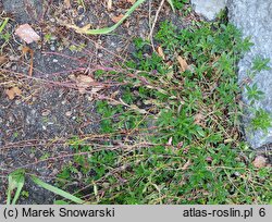 Arabis alpina ssp. brevifolia (gęsiówka alpejska krótkolistna)