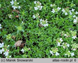 Thymus ×citriodorus Golden Dwarf