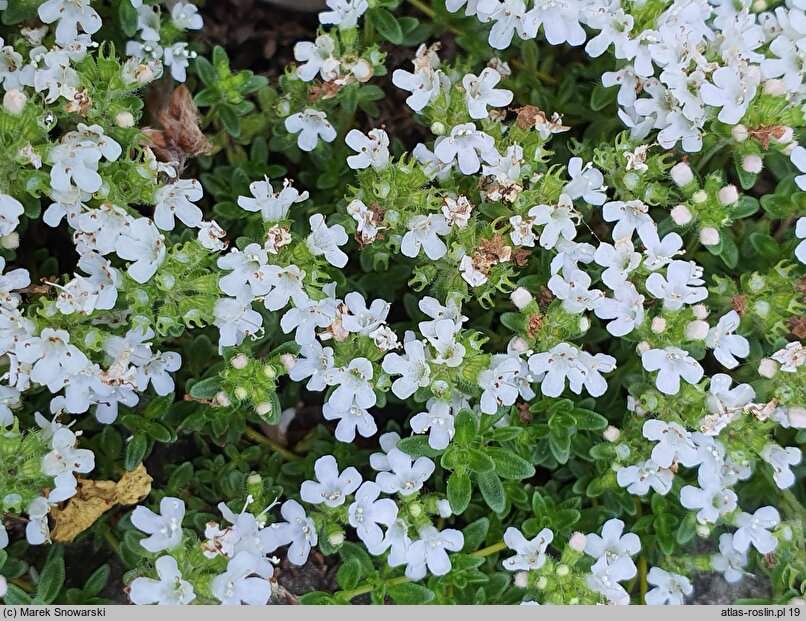 Thymus ×citriodorus Golden Dwarf