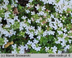 Thymus ×citriodorus Golden Dwarf