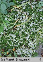 Thymus ×citriodorus Golden Dwarf