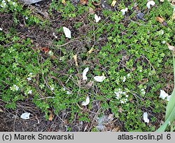 Thymus ×citriodorus Golden Dwarf