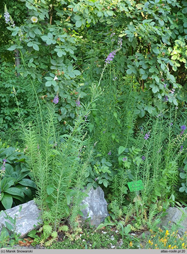 Linaria repens (lnica kreskowana)