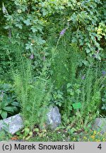 Linaria repens (lnica kreskowana)