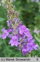 Linaria repens (lnica kreskowana)