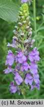 Linaria repens (lnica kreskowana)