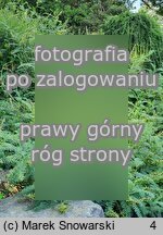 Astragalus galegiformis (traganek rutwicowaty)