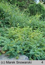 Astragalus galegiformis (traganek rutwicowaty)