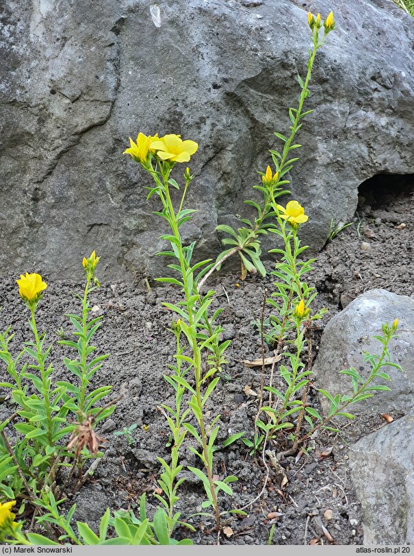 Linum campanulatum (len dzwonkowaty)