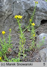 Linum campanulatum (len dzwonkowaty)