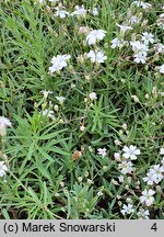 Gypsophila repens (łyszczec rozesłany)