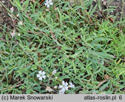 Gypsophila repens (łyszczec rozesłany)