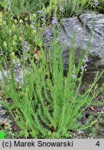 Linaria repens (lnica kreskowana)