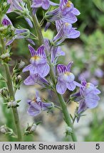 Linaria repens (lnica kreskowana)