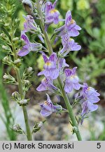 Linaria repens (lnica kreskowana)