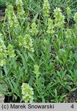 Sideritis hyssopifolia (gojnik hyzopolistny)