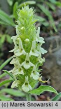 Sideritis hyssopifolia (gojnik hyzopolistny)