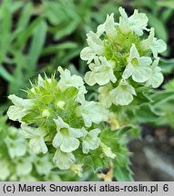 Sideritis hyssopifolia (gojnik hyzopolistny)