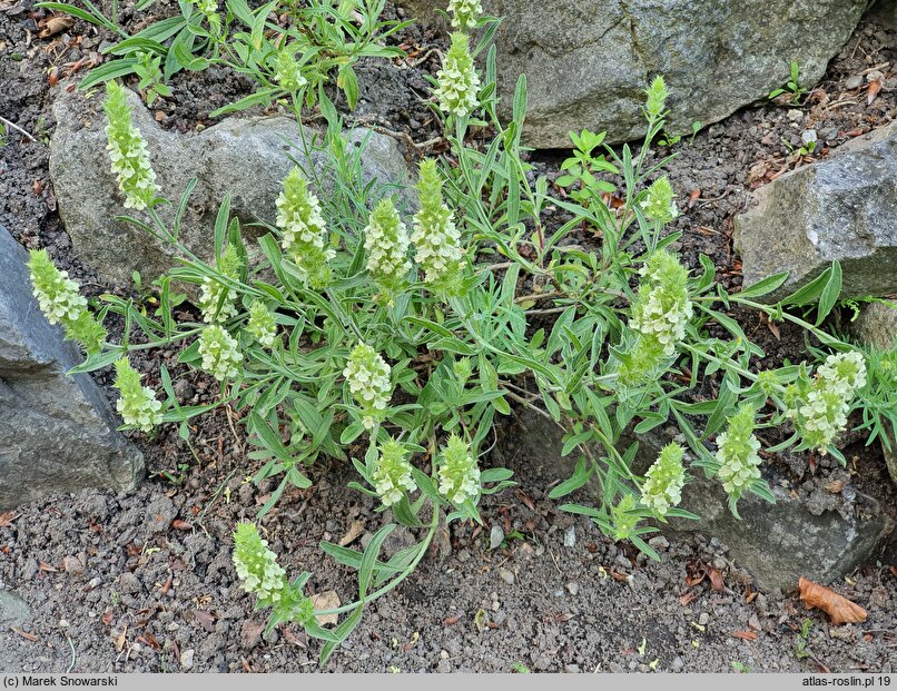 Sideritis hyssopifolia (gojnik hyzopolistny)