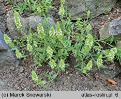 Sideritis hyssopifolia (gojnik hyzopolistny)