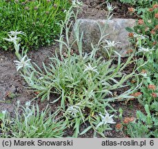 Leontopodium jacotianum (szarotka Jacota)