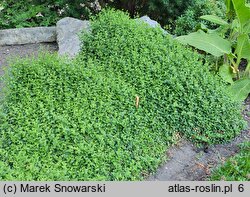 Euonymus fortunei Minimus