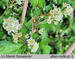 Neillia incisa Crispa