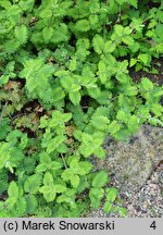 Teucrium scorodonia Crispum