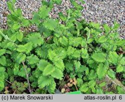 Teucrium scorodonia Crispum