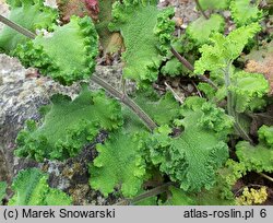 Teucrium scorodonia Crispum