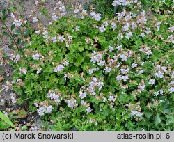 Geranium ×cantabrigense Biokovo