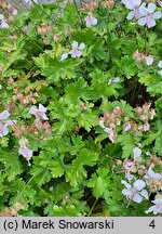 Geranium ×cantabrigense Biokovo