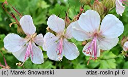 Geranium ×cantabrigense Biokovo