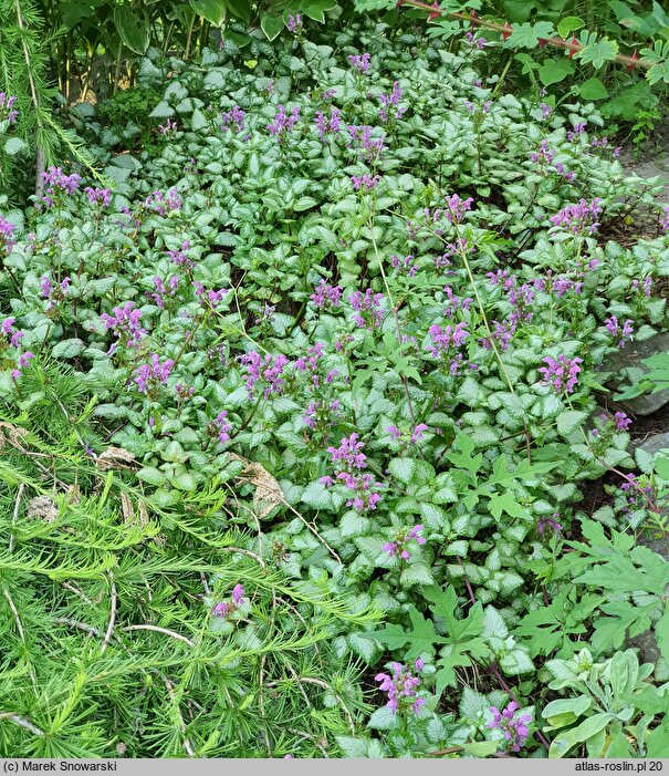 Lamium maculatum Beacon's Silver