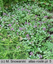 Lamium maculatum Beacon's Silver