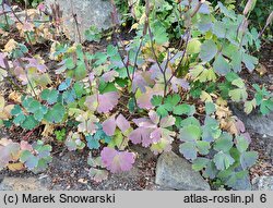 Aquilegia flabellata (orlik wachlarzowaty)