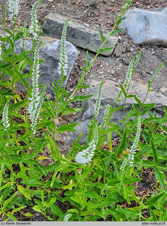 Veronica longifolia ssp. maritimum Schneeriesin