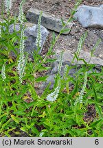 Veronica longifolia ssp. maritimum Schneeriesin