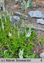 Veronica longifolia ssp. maritimum Schneeriesin